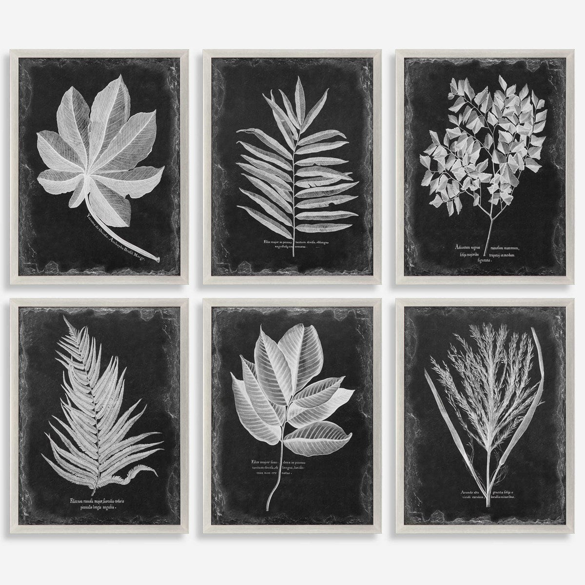 Uttermost Home Oversize - Rate to be Quoted Uttermost Foliage Framed Prints, S/6
