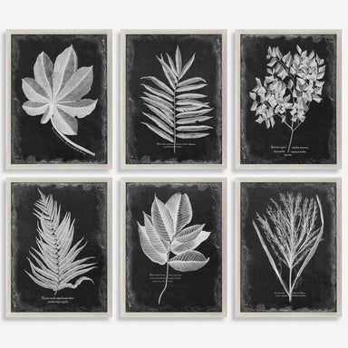 Uttermost Home Oversize - Rate to be Quoted Uttermost Foliage Framed Prints, S/6