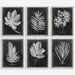 Uttermost Home Oversize - Rate to be Quoted Uttermost Foliage Framed Prints, S/6