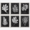 Uttermost Home Oversize - Rate to be Quoted Uttermost Foliage Framed Prints, S/6