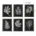 Uttermost Home Oversize - Rate to be Quoted Uttermost Foliage Framed Prints, S/6