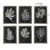 Uttermost Home Oversize - Rate to be Quoted Uttermost Foliage Framed Prints, S/6