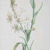 Uttermost Home Uttermost Heirloom Blooms Study Framed Prints Set/4
