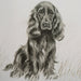 Uttermost Home Decor Uttermost Loyal Companion Framed Dog Prints, S/9