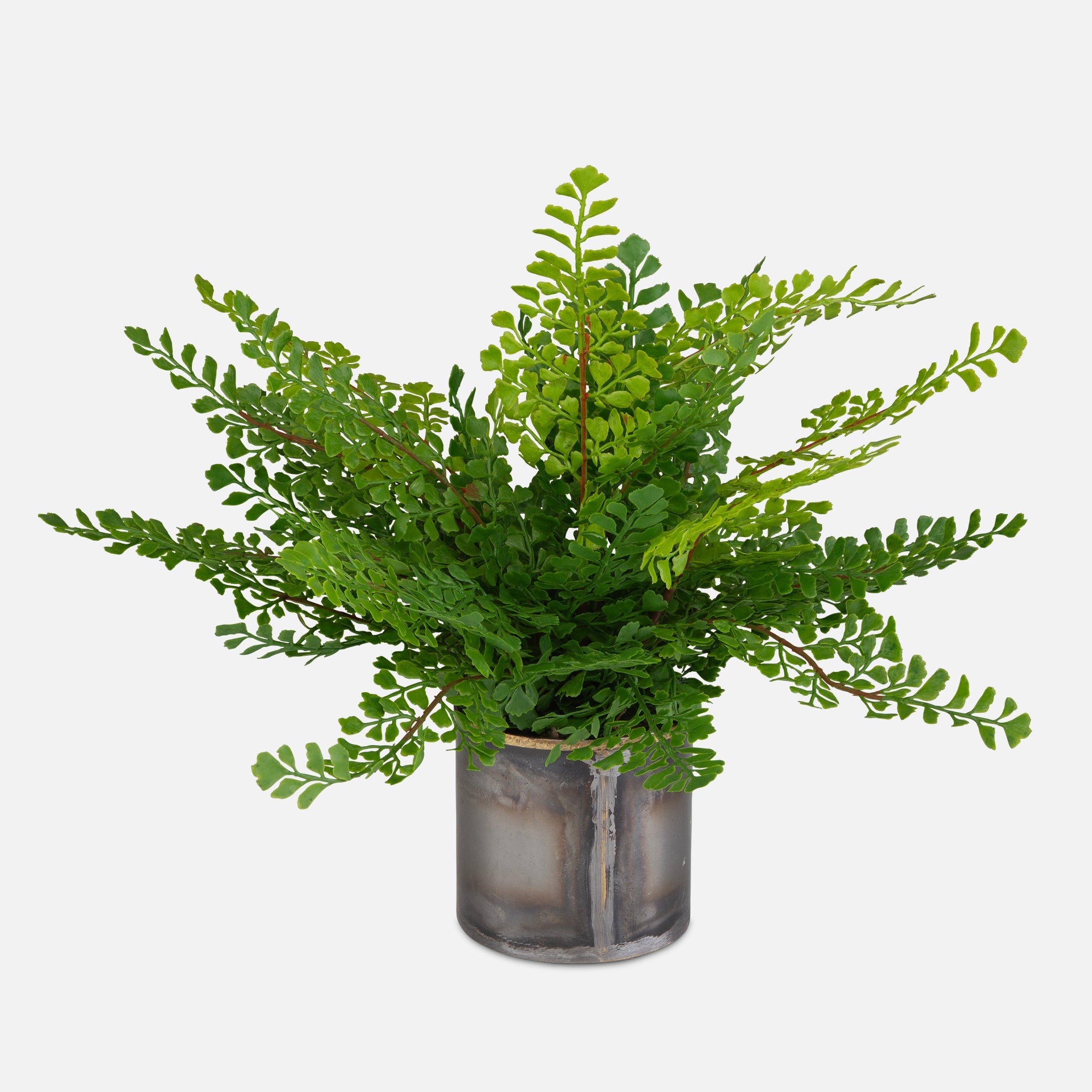 Uttermost Home Decor Uttermost Maidenhair Fern In Oxidized Container