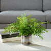 Uttermost Home Decor Uttermost Maidenhair Fern In Oxidized Container