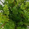 Uttermost Home Decor Uttermost Maidenhair Fern In Oxidized Container