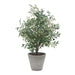 Uttermost Uttermost Marisol Potted Olive Plant