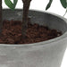 Uttermost Uttermost Marisol Potted Olive Plant