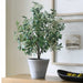 Uttermost Uttermost Marisol Potted Olive Plant