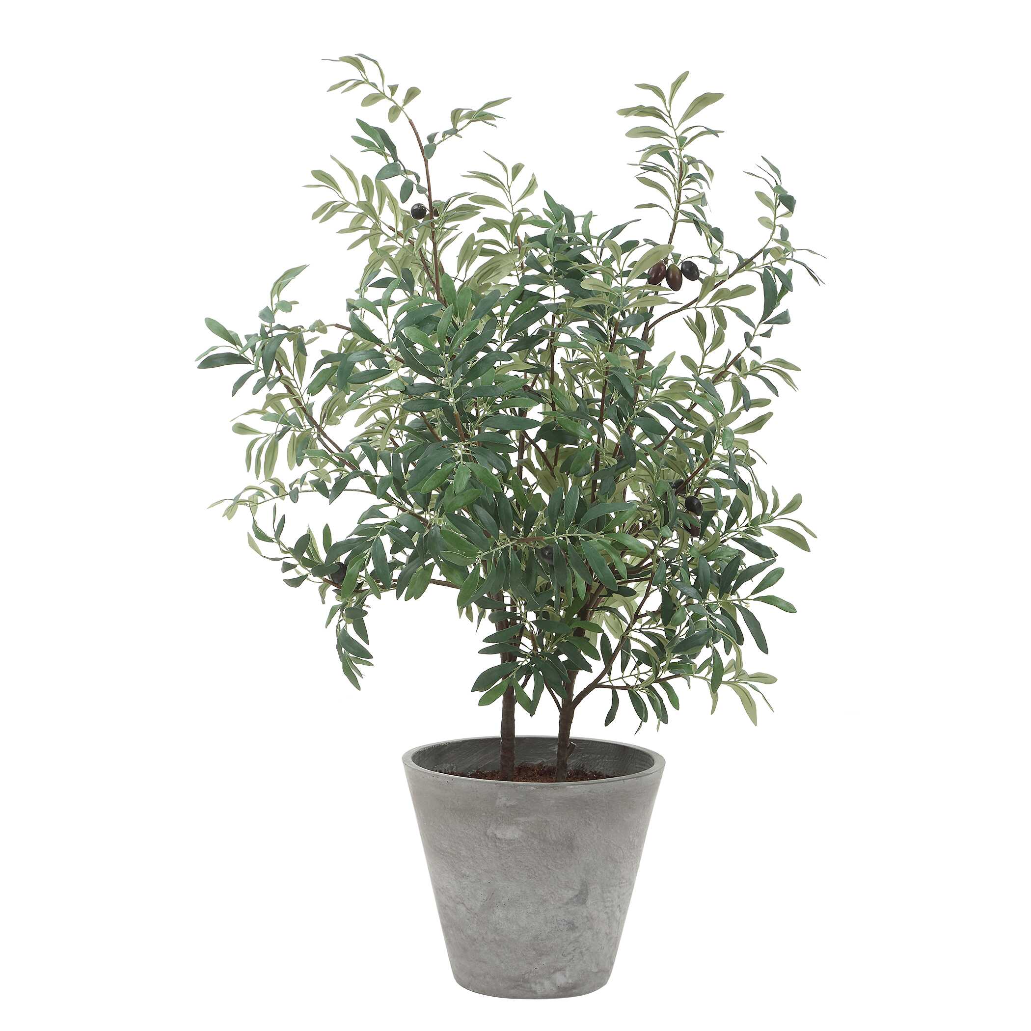 Uttermost Uttermost Marisol Potted Olive Plant
