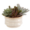Uttermost Home Uttermost Mesa Succulent Accent