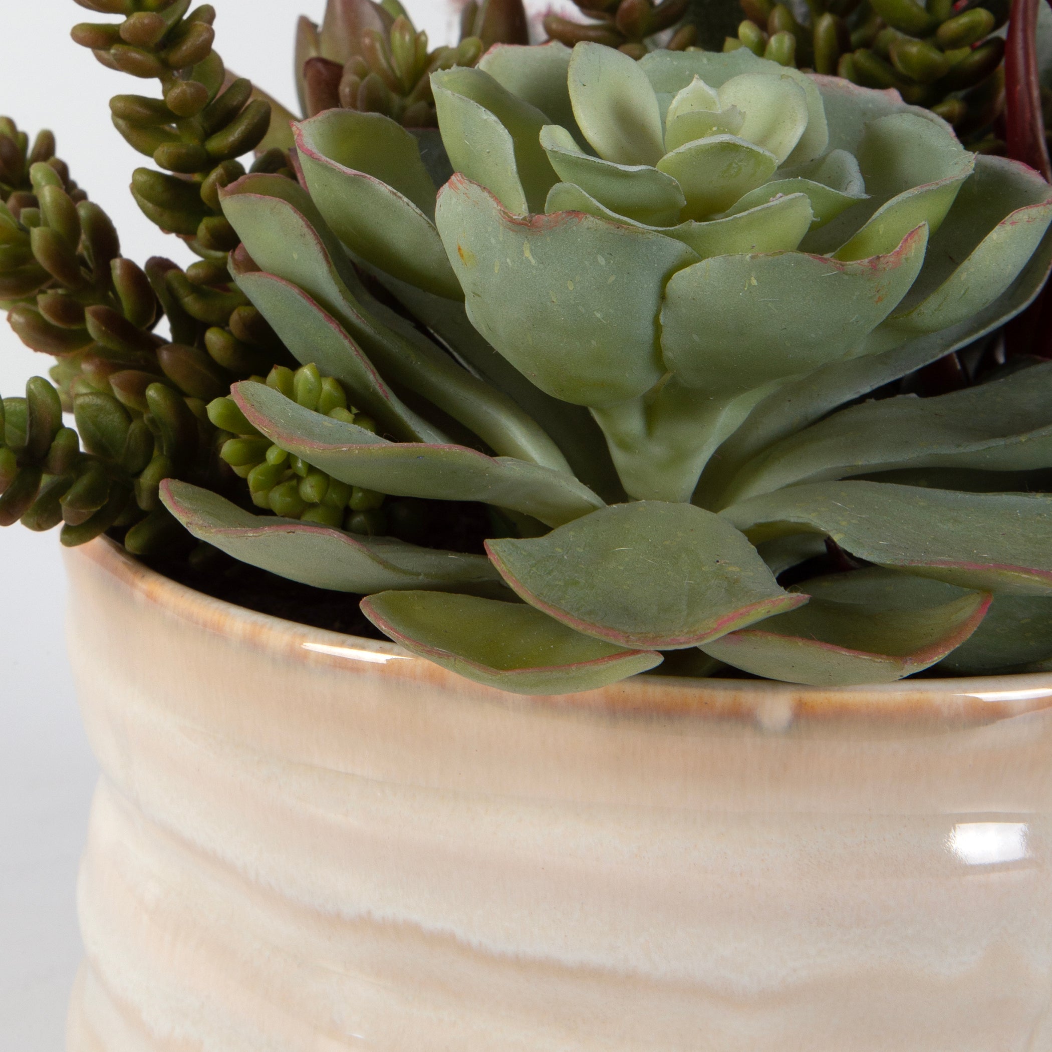 Uttermost Home Uttermost Mesa Succulent Accent