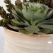 Uttermost Home Uttermost Mesa Succulent Accent