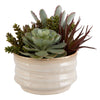 Uttermost Home Uttermost Mesa Succulent Accent
