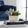 Uttermost Home Uttermost Mesa Succulent Accent