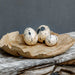 Uttermost Home Decor Uttermost Nest Trio Indoor-Outdoor Stone Eggs Set/3