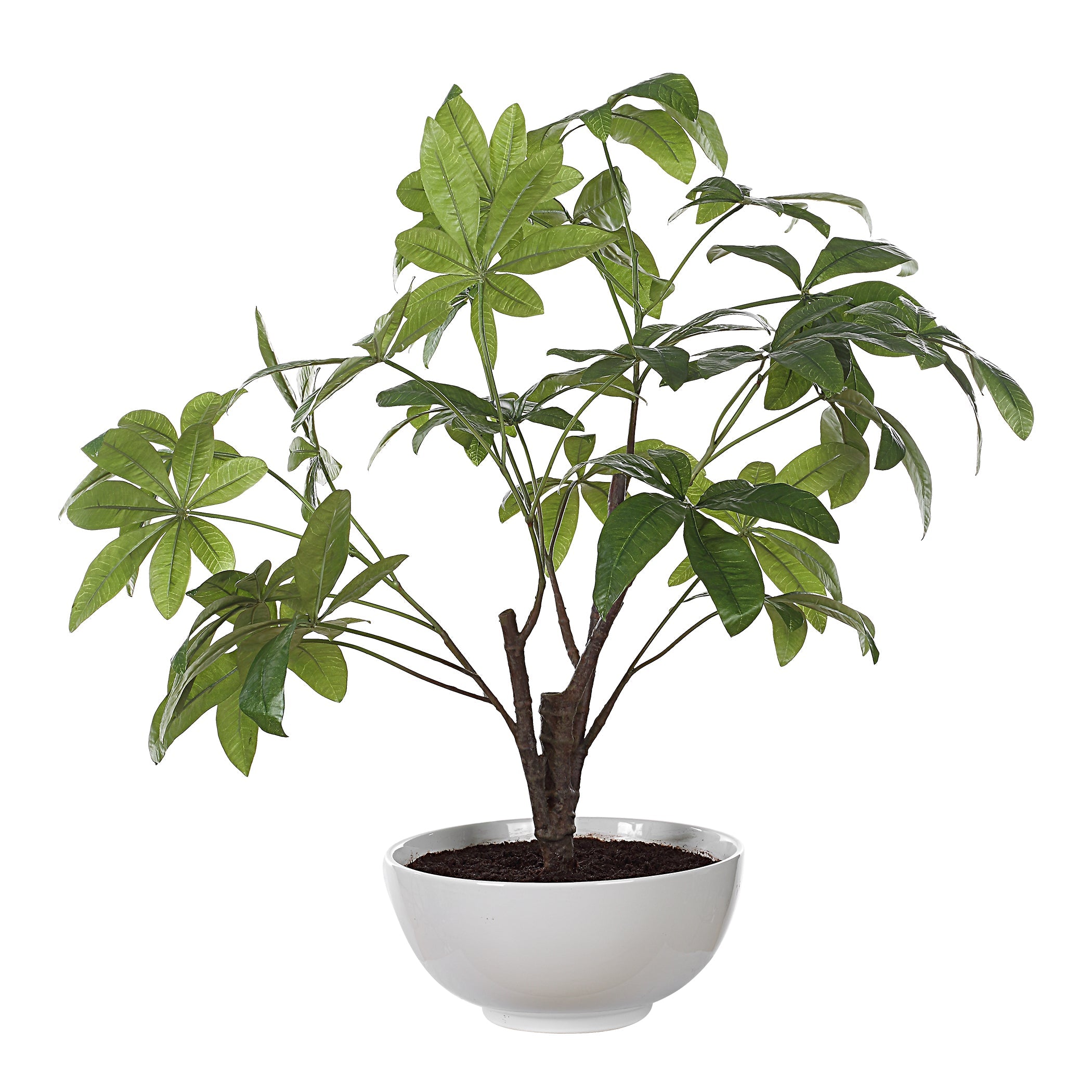 Uttermost Home Decor Uttermost Pachira Money Tree