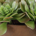 Uttermost Uttermost Sable Succulent Accent In Pot