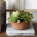 Uttermost Uttermost Sable Succulent Accent In Pot