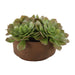 Uttermost Uttermost Sable Succulent Accent In Pot