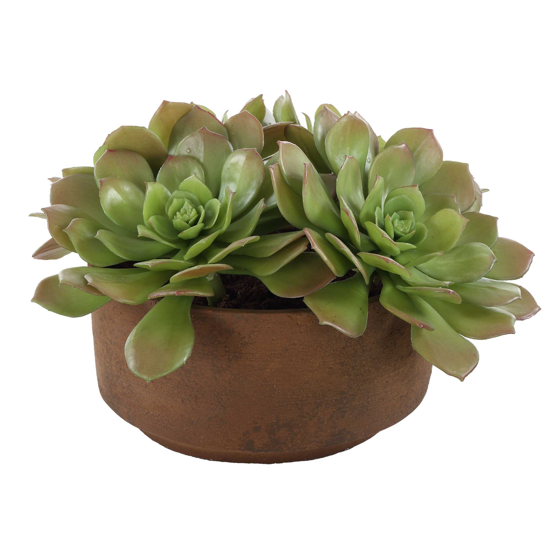 Uttermost Uttermost Sable Succulent Accent In Pot