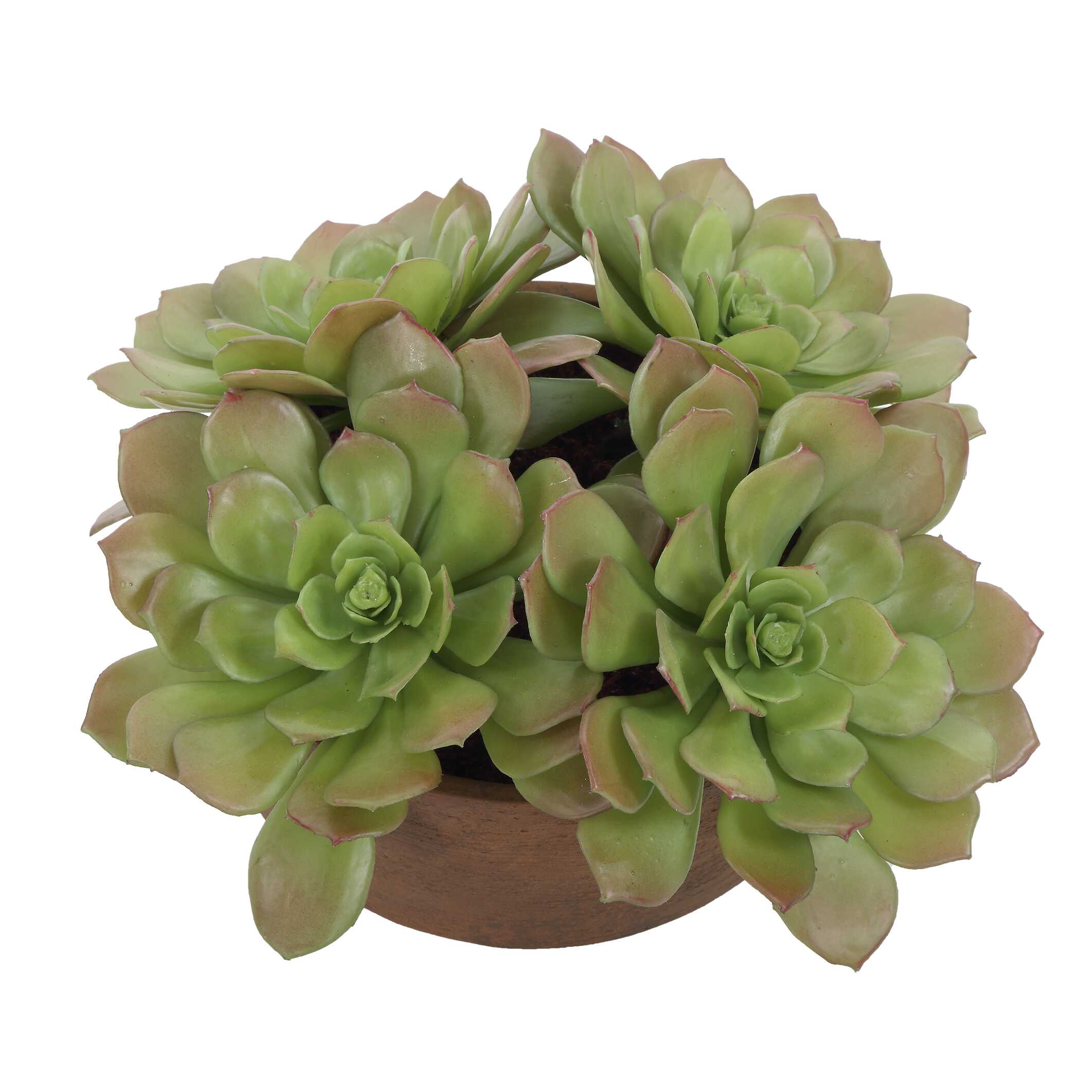 Uttermost Uttermost Sable Succulent Accent In Pot