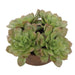 Uttermost Uttermost Sable Succulent Accent In Pot