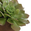 Uttermost Uttermost Sable Succulent Accent In Pot