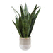 Uttermost Home Decor Uttermost Sansera Snake Accent Plant