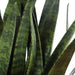 Uttermost Home Decor Uttermost Sansera Snake Accent Plant
