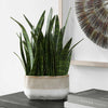 Uttermost Home Decor Uttermost Sansera Snake Accent Plant