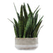Uttermost Home Decor Uttermost Sansera Snake Accent Plant