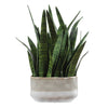 Uttermost Home Decor Uttermost Sansera Snake Accent Plant