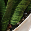 Uttermost Home Decor Uttermost Sansera Snake Accent Plant