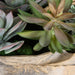 Uttermost Home Decor Uttermost Seaside Breeze Succulents