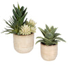 Uttermost Home Uttermost Seaside Succulents, Set/2