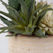 Uttermost Home Uttermost Seaside Succulents, Set/2
