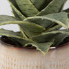 Uttermost Home Uttermost Seaside Succulents, Set/2