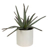Uttermost Home Uttermost Taos Aloe Centerpiece