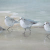 Uttermost Home Decor Uttermost Tranquil Shorebirds On The Sand Framed Print