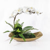 Uttermost Home Uttermost Transcend Orchid Centerpiece