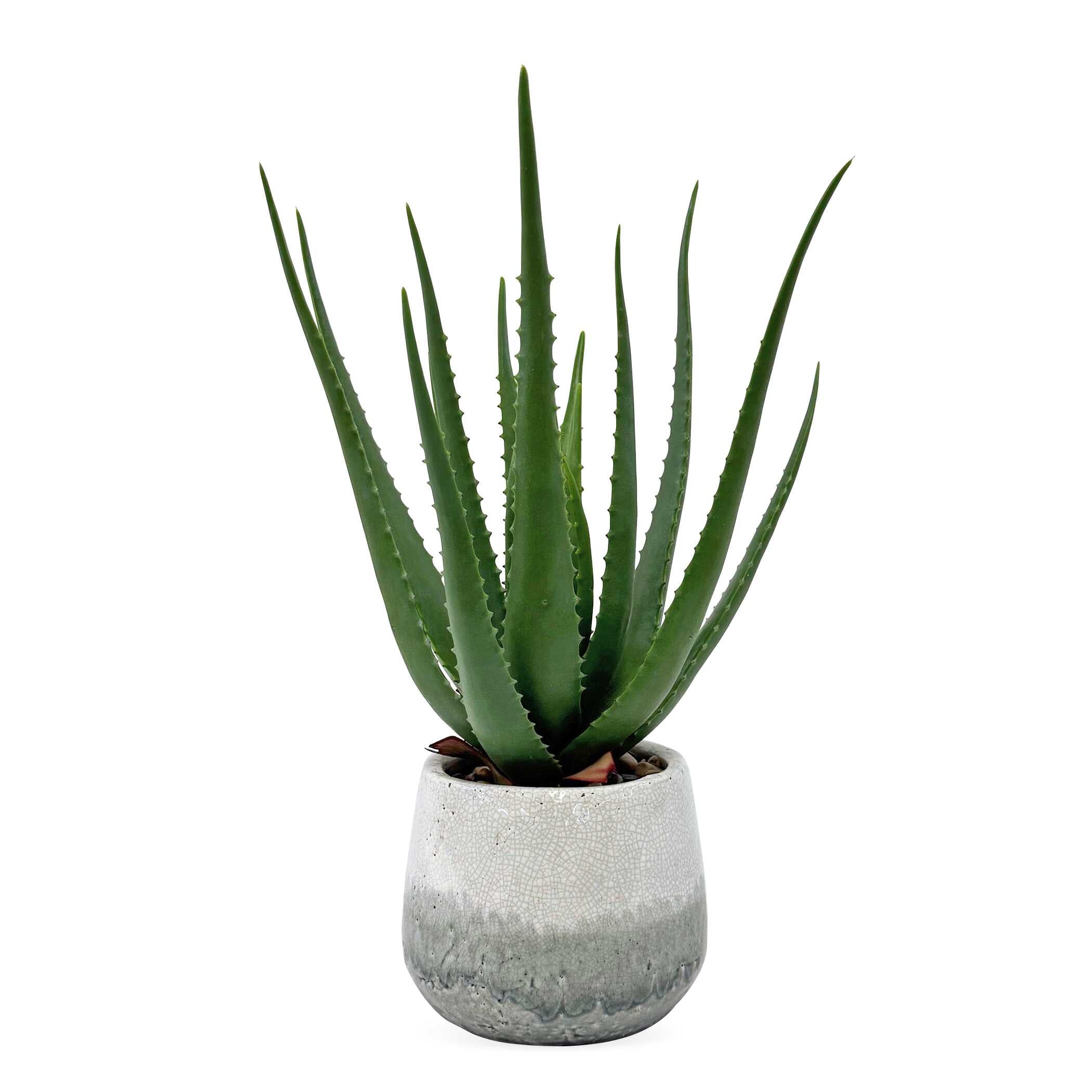 Uttermost Home Decor Uttermost Veranda Indoor-Outdoor Aloe Plant