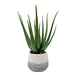 Uttermost Home Decor Uttermost Veranda Indoor-Outdoor Aloe Plant