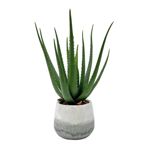 Uttermost Home Decor Uttermost Veranda Indoor-Outdoor Aloe Plant