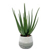 Uttermost Home Decor Uttermost Veranda Indoor-Outdoor Aloe Plant