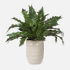 Uttermost Home Decor Uttermost Verdure Fern In Glazed Pot