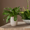 Uttermost Home Decor Uttermost Verdure Fern In Glazed Pot