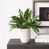 Uttermost Home Decor Uttermost Verdure Fern In Glazed Pot