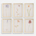 Uttermost Home Decor Uttermost Wild Flourish Framed Floral Prints Set/6